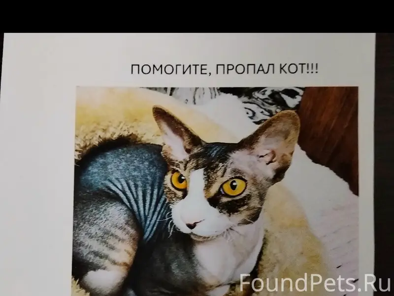 Пропал кот, Ангарск