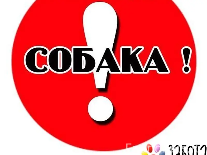 Пропала собака, 909 квартал