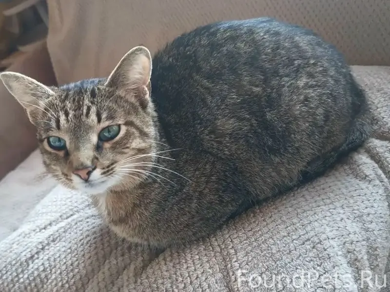 Пропала кошка, Верхнее Сельцо