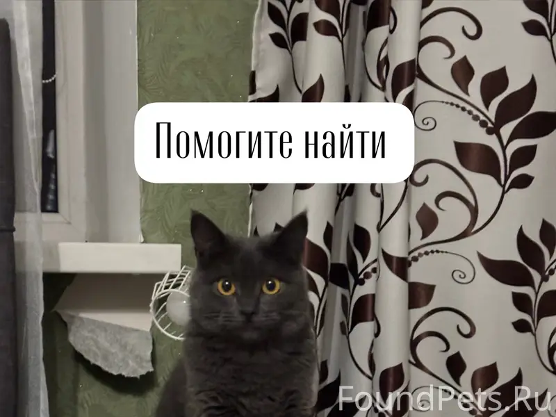 Пропала кошка Дуся, г. Ставрополь