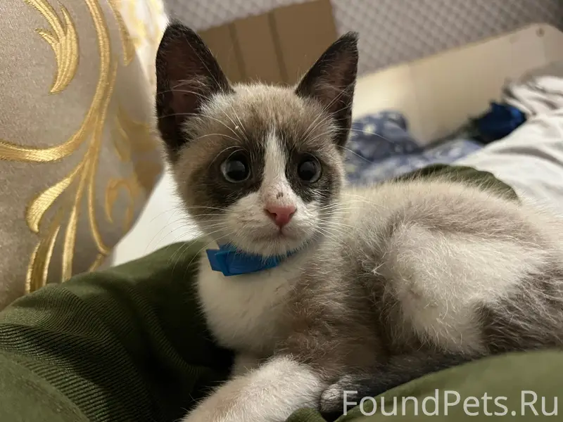 Пропал котёнок, улица Калинина