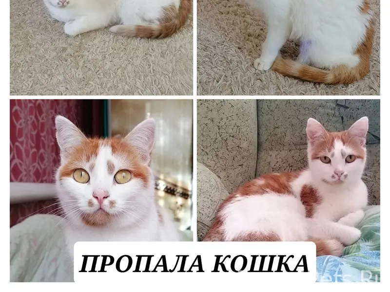 Пропала кошка Ириска, г. Темрюк