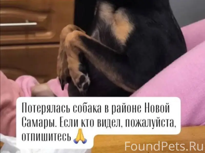 Пропала Той терьер Тося, Новая Самара