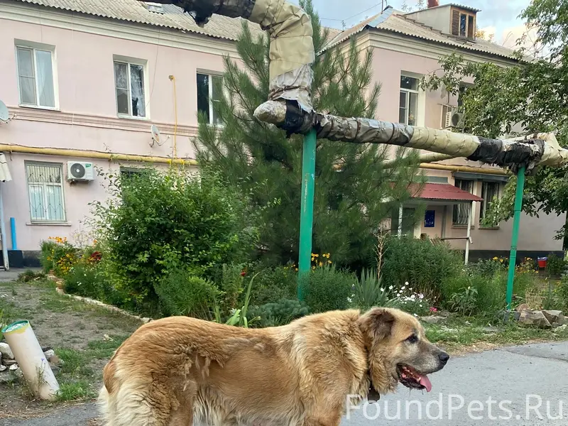 Найден пёс, район Харьковская 137