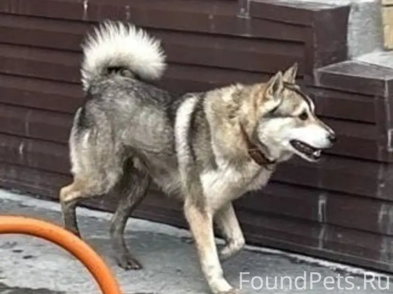 Пропал пёс породы лайка, контактный