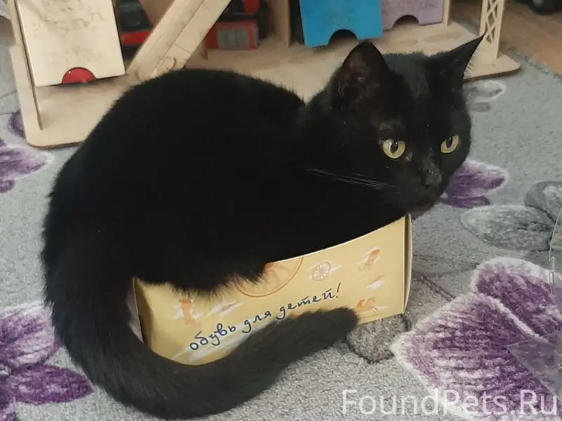Пропала чёрная кошка Мэри, Голубино