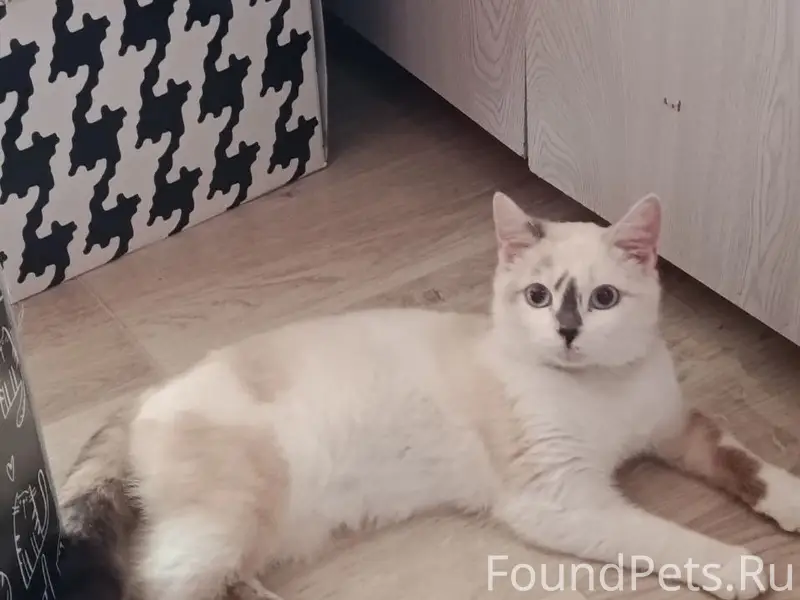 Найдена кошка, Правды 1