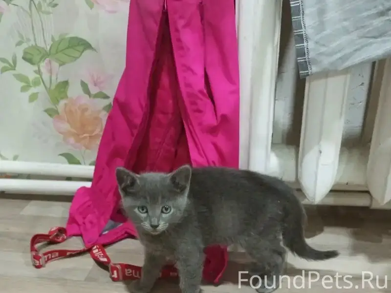 Пропал котёнок Марсик, улица Бассейная