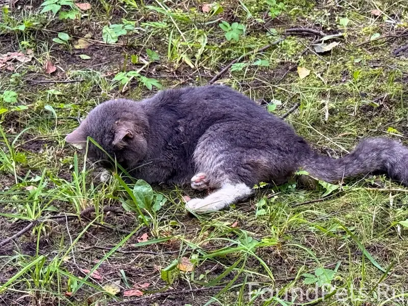 Найден кот, Гагарина, 29
