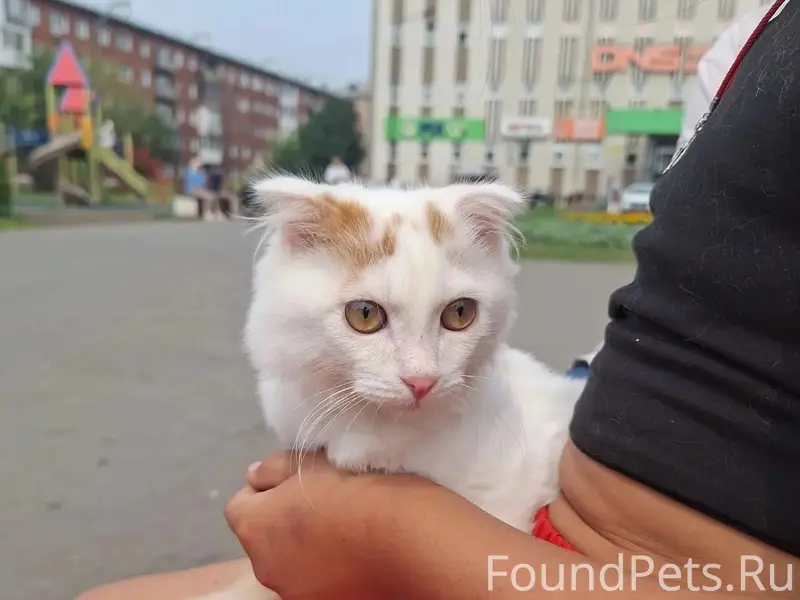 Найден котёнок, 
