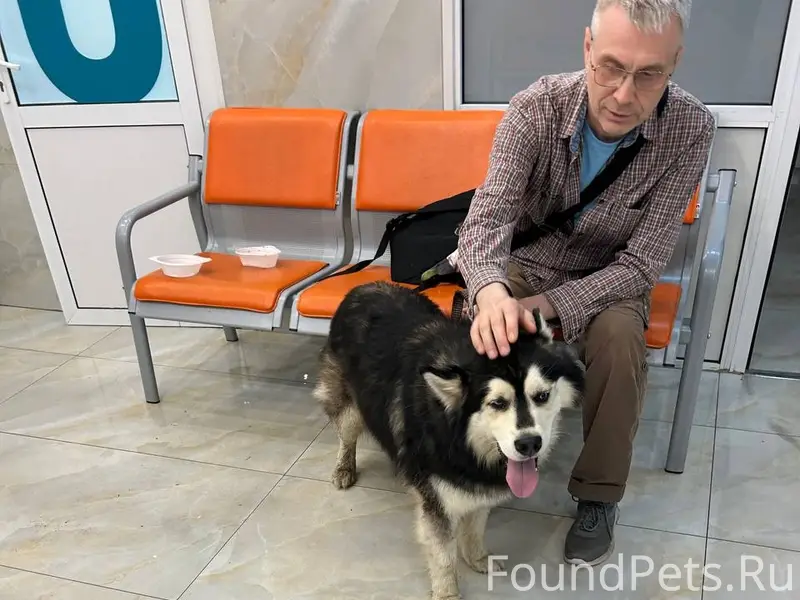 Найден хаски, Люблино