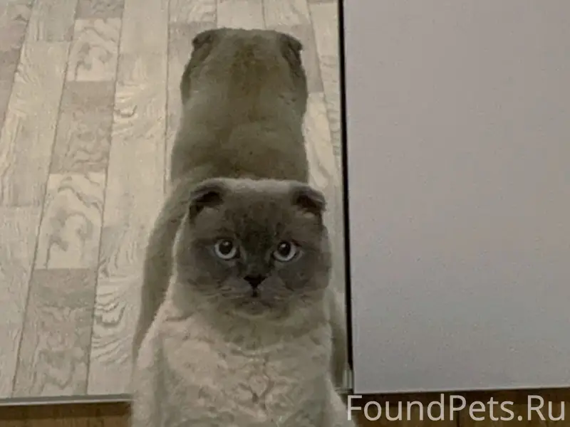 Пропал кот, ул. Восточная, 24