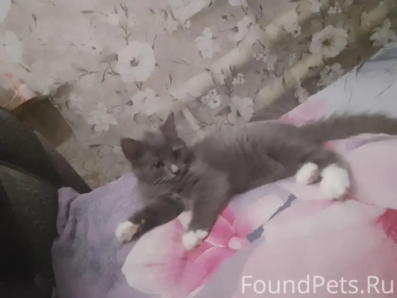 Пропал котёнок, улица Первомайская