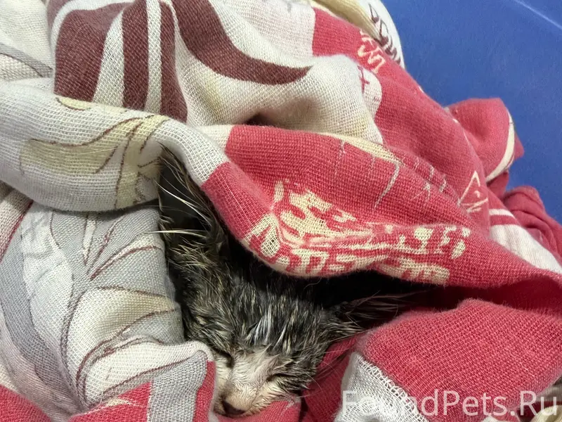 Найден котёнок, [место не указано]