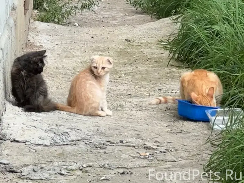Найдена мама-кошка с котятами, рыжие и вислоухий