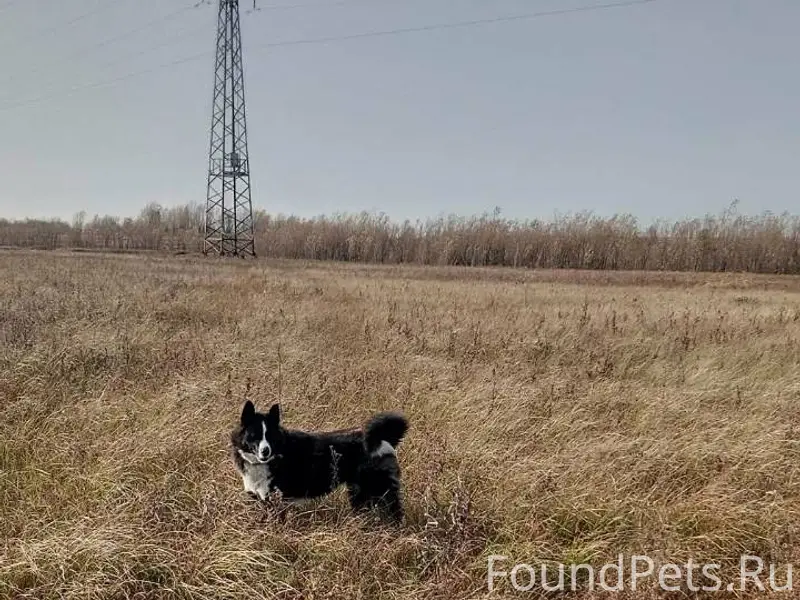 Пропала собака, район Учхоз