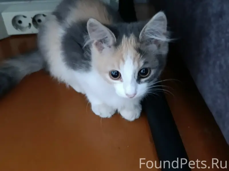 Пропала девочка Муся, ул. Шагова