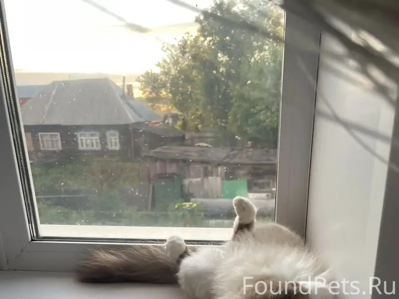 Пропала кошка,