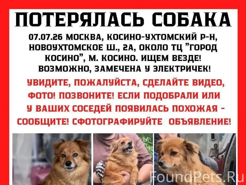 Пропала небольшая собака Джени, Москва, ВАО