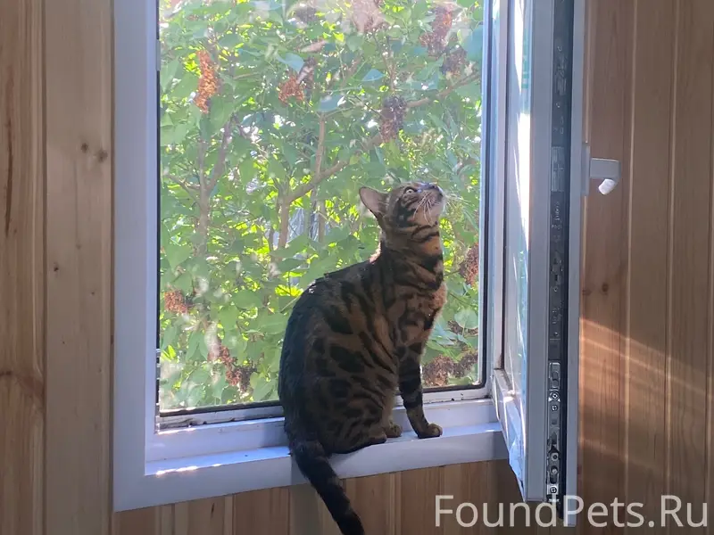 Пропал бенгальский кот, район пляжа в Акатьево