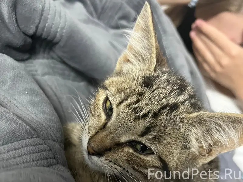 Пропал котёнок Ричи, Севастополь