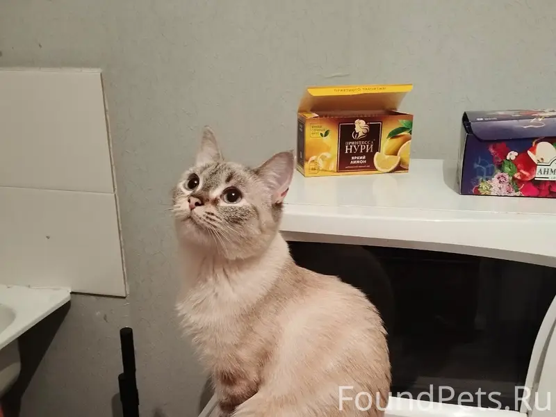 Пропала кошка, Чусовая 1/4