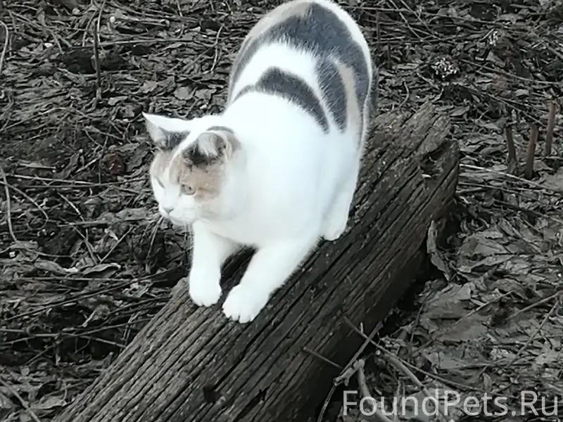 Пропала кошка, район полиции
