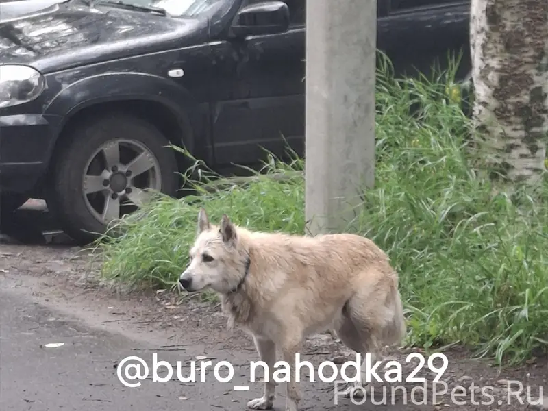 Найден пёс, хромает, Котласская