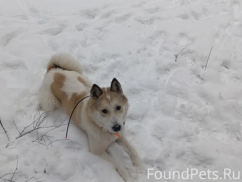 Пропала собака