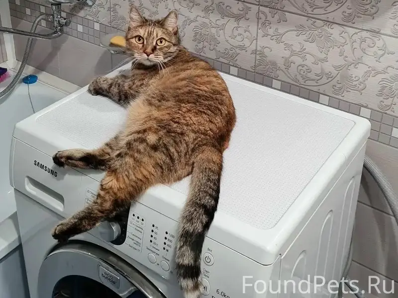 Пропала кошка, Атиг, ул. Карла Маркса