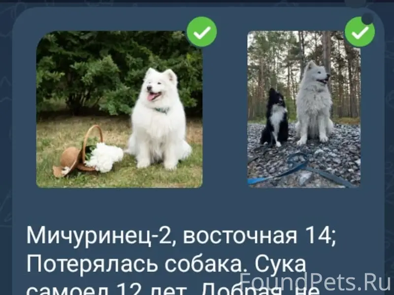 Пропала сука самоед, Мичуринец-2, Тюмень