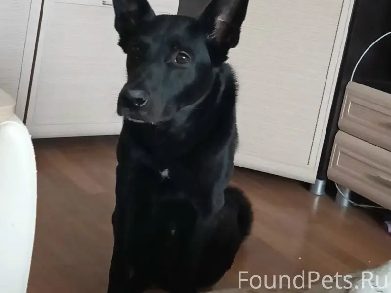 Пропал пёс, 