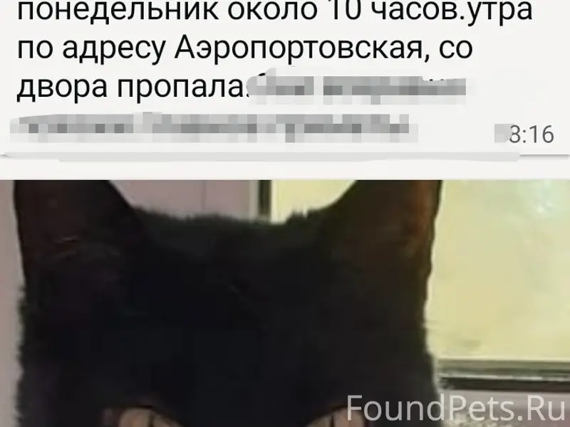 Пропала кошка Мика, Аэропортовская дом 4