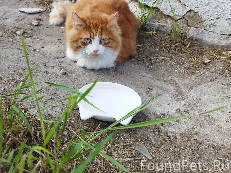 Найден кот, ул. Озерная, дом 16