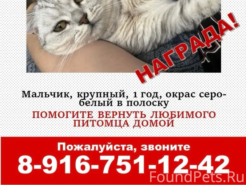 Пропал кот, район горы, ул. Лесная
