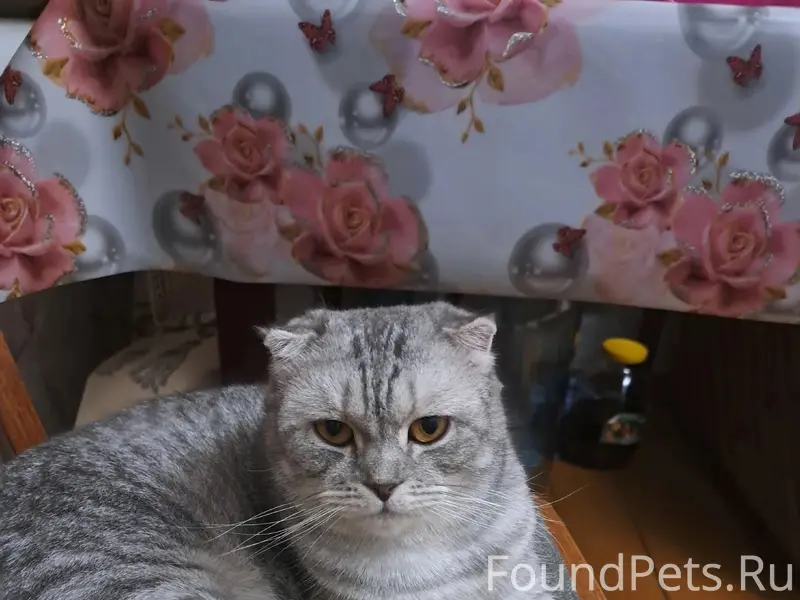 Пропала кошка, Зайково
