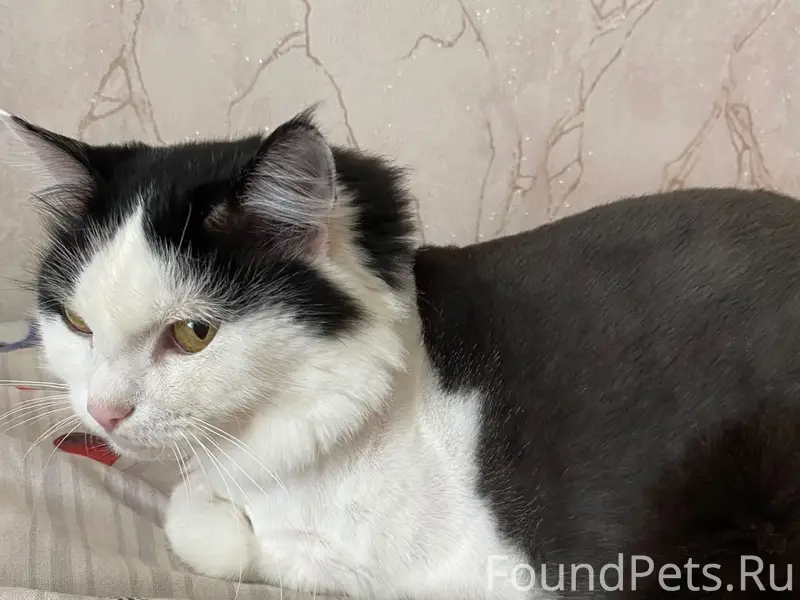 Пропала кошка Шибзик, район 9 школы