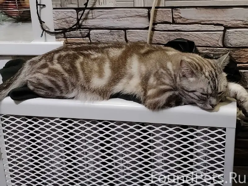 Пропала кошка Плюша, ул. Куратова 10