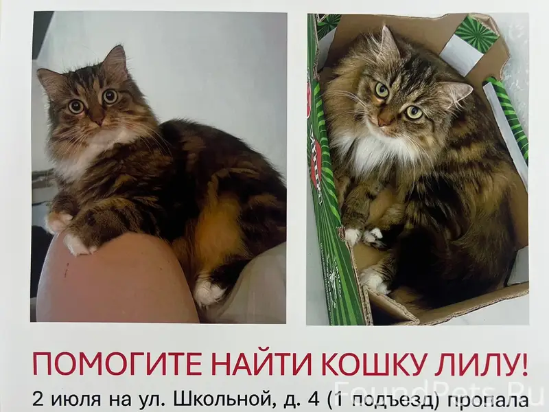 Пропала кошка, район гимназии