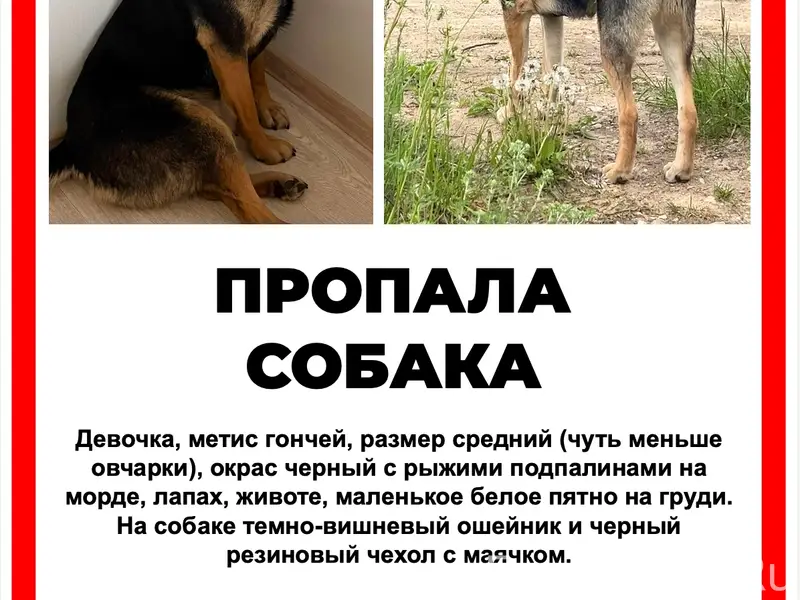 Пропала собака Стрелка