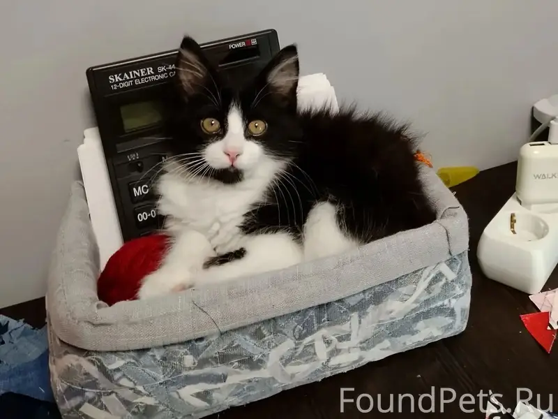 Пропал шотландский прямоухий котёнок, Мамайка