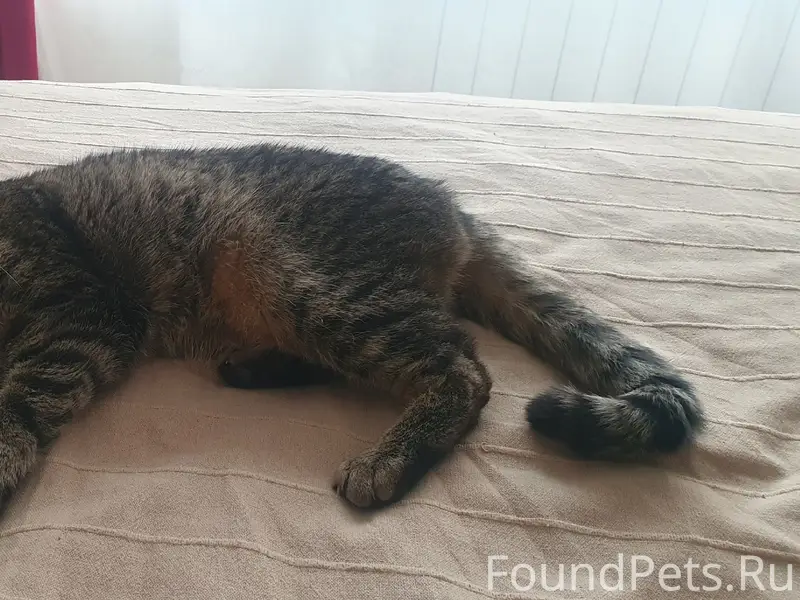 Пропал кот Бенджамин, Зеленоград