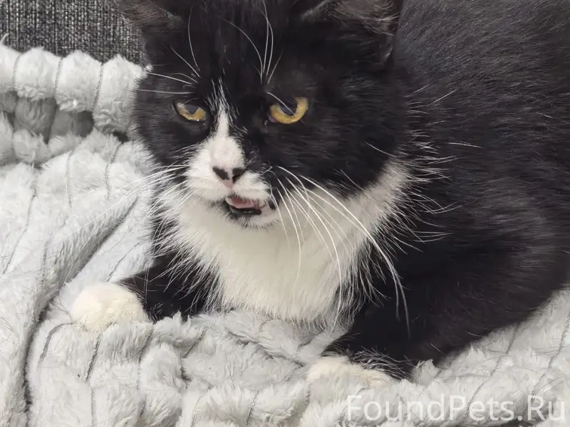Найдена кошка, ищем дом