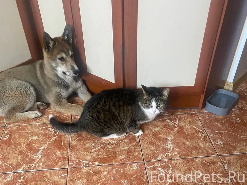 Пропала кошка, район Северного сияния