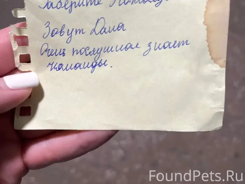 Найден стафордский терьер, ищем дом