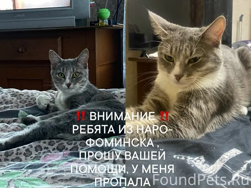 Пропала кошка, Москва или область