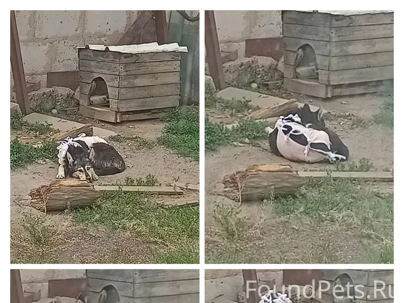 Пропала собака Бетти, с. Бехтеевка
