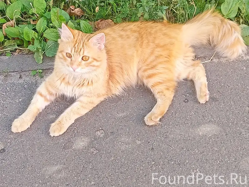 Найден рыжий кот, Бежица