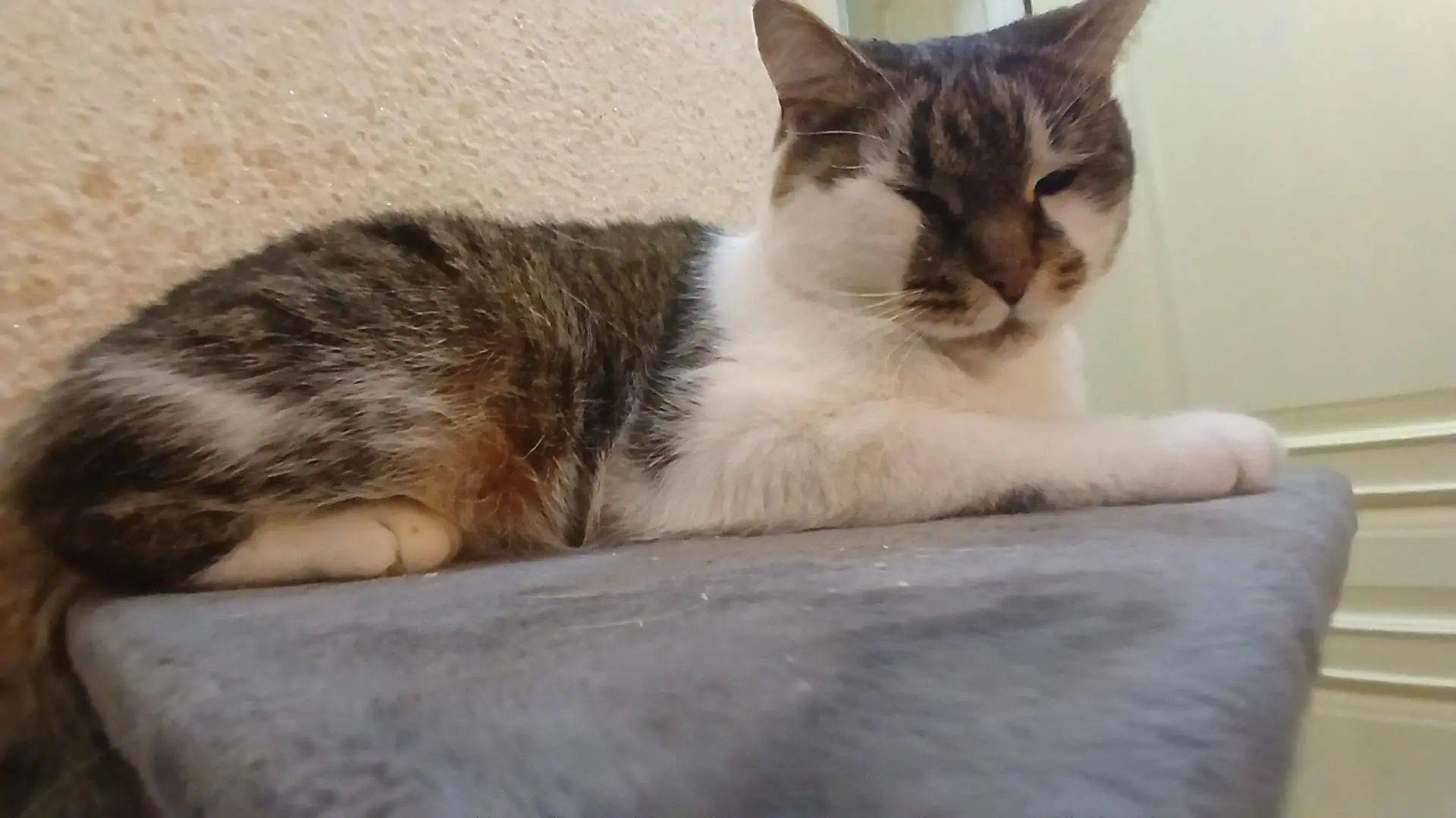 Пропал кот