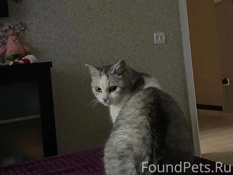 Пропала кошка, Восточный 11 А
